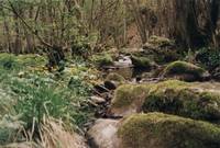 Dhron in der Nähe Holbachklamm