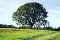 Kugelbaum