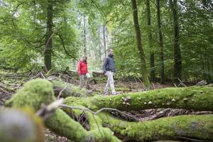 Wandern im Nationalpark Hunsrück-Hochwald